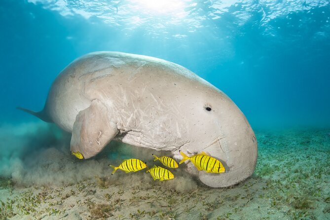 Marsa Alam Snorkeling in Dugong and Sea Turtle Habitat  - Port Ghalib - Feedback and Future Plans