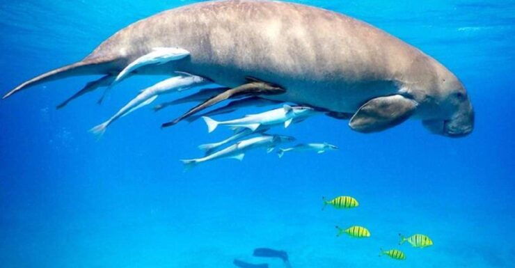Marsa Alam: Snorkeling Trip to Marsa Mubarak With Lunch - Activity Details