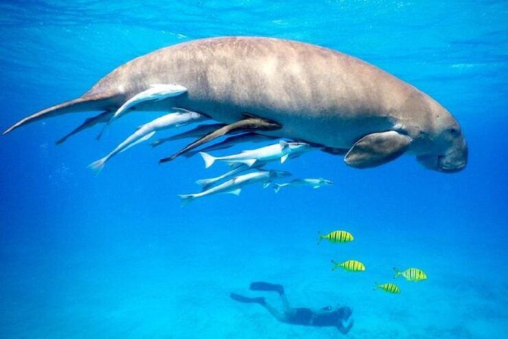 Marsa Alam: Snorkeling Trip to Marsa Mubarak With Lunch - Experience Highlights