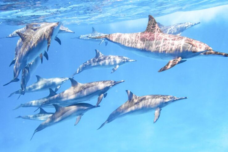 Marsa Alam: Snorkeling Trip to Satayh Dolphin Reef - Activity Details
