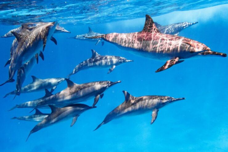 Marsa Alam: Snorkeling Trip to Satayh Dolphin Reef - Experience Highlights