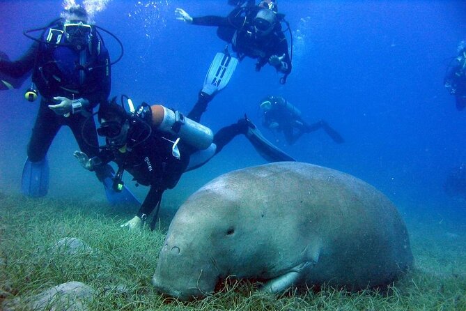 Marsa Mubarak Full Day and One Intro Diving With Lunch, Transfer - Marsa Alam - Snorkeling at Mekkeys Room