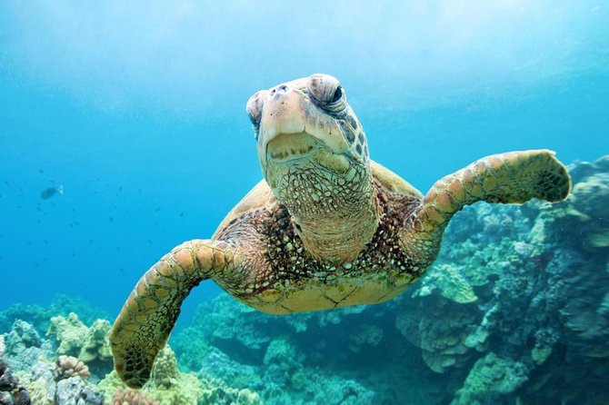 Marsa Mubarak Snorkeling Sea Trip With Transfer & Lunch – Marsa Alam - Inclusions and Exclusions