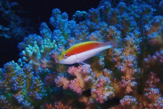 Marsa Mubarak Snorkeling Sea Trip With Transfer & Lunch – Marsa Alam - How to Get There