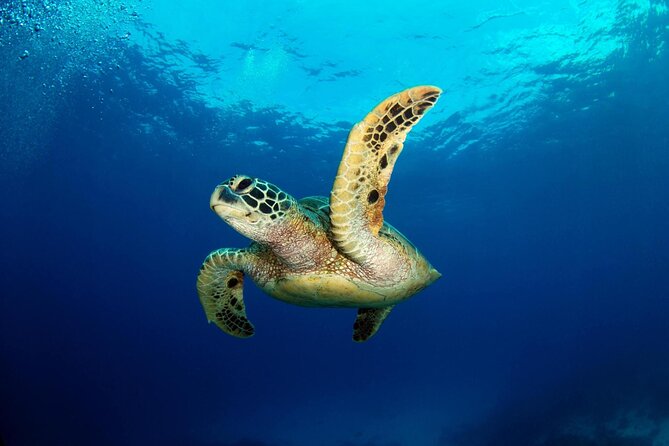 Marsa Mubarak Snorkeling With Dugong, Turtles and Lunch - Inclusions and Pickup Information