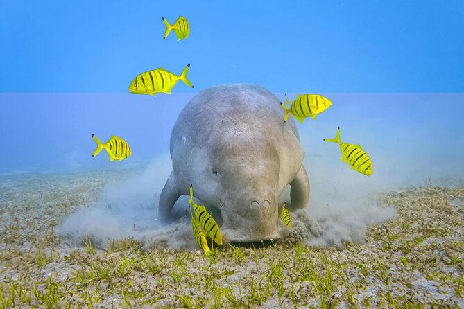 Marsa Mubarak Snorkeling With Dugong, Turtles and Lunch - Price and Lowest Price Guarantee