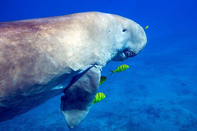 Marsa Mubarak Snorkeling With Dugong, Turtles and Lunch - Reservations and Payment Details