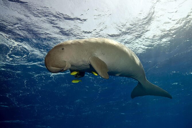 Marsa Mubarak Snorkeling With Dugong, Turtles and Lunch - General Information and Operator