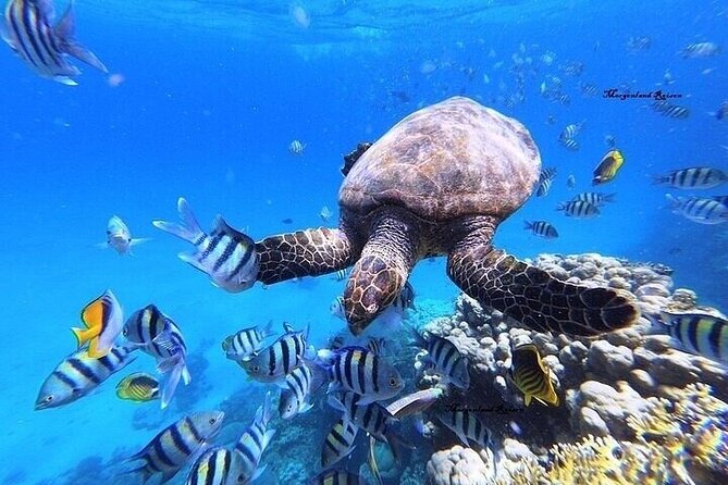 Marsa Mubarak Snorkeling With Intro Diving and Lunch - Good To Know