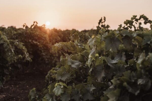 Marsala: Winery Tour and Sicilian Organic Wine Tasting - The Sum Up