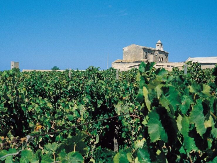 Marsala: Winery Tour With Wine Tasting and Local Products - Activity Information