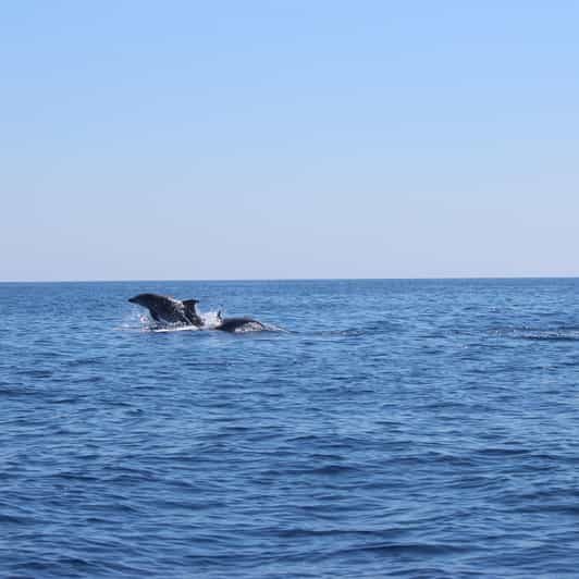 Marsaskala: Dolphin Watching Boat Tour - Introduction