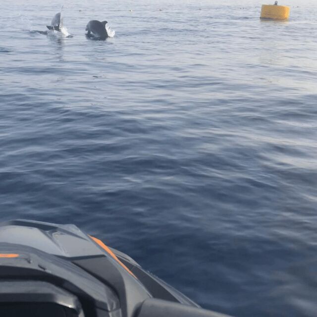 Marsaskala: Dolphin Watching Boat Tour - Good To Know