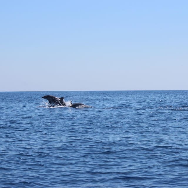 Marsaskala: Dolphin Watching Boat Tour - The Value of This Tour
