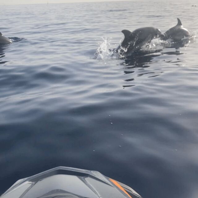 Marsaskala: Dolphin Watching Boat Tour - Practical Details