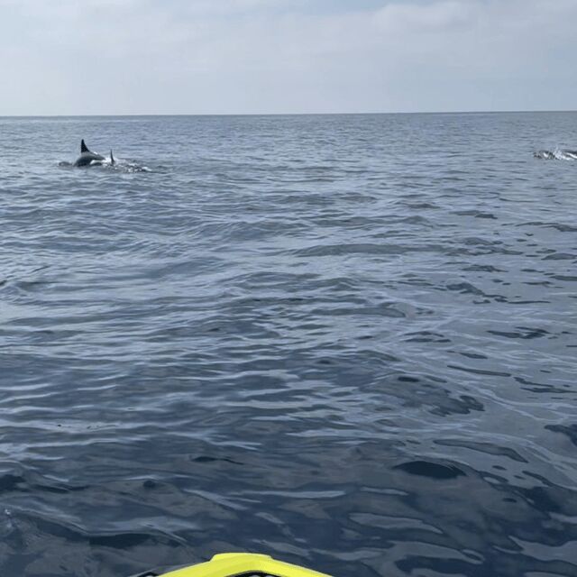 Marsaskala: Dolphin Watching Boat Tour - Who Will Love This Tour?