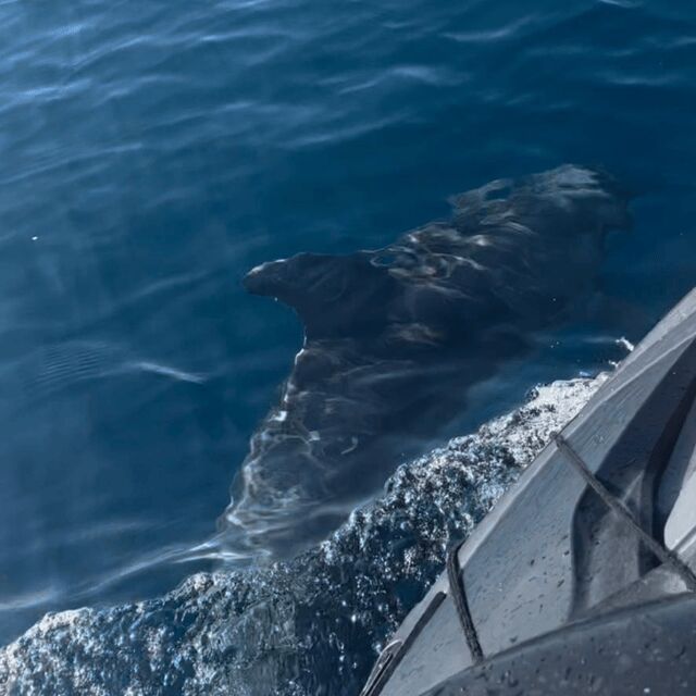 Marsaskala: Dolphin Watching Boat Tour - FAQ