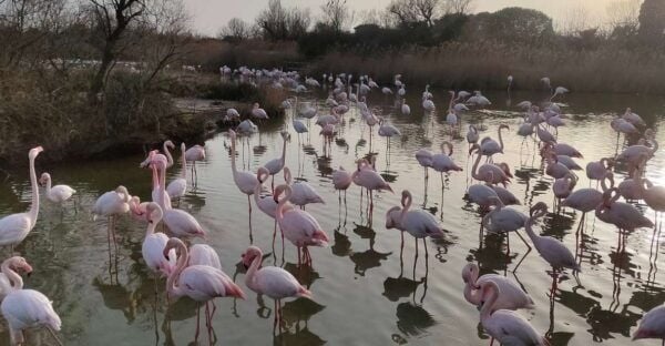 Marseille: The Camargue 8-Hour Guided Outing - Visiting Salin-le-Giraud