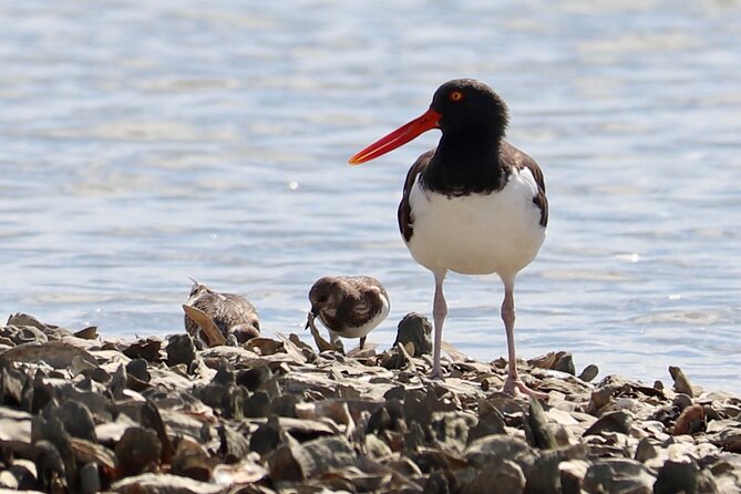 Marsh Kayaking Eco-Tour in Charleston via Small Group - Knowledgeable Guides