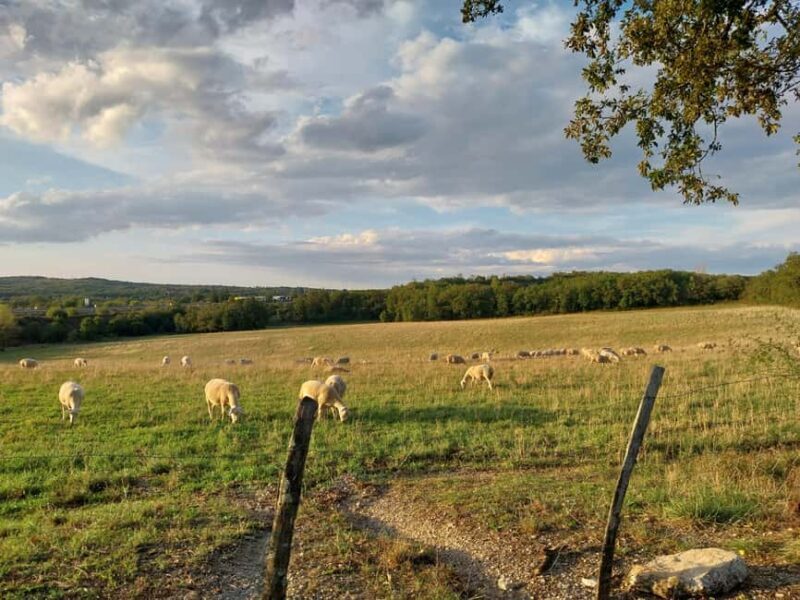 Martel: Guided Tour with a Tour Guide - FAQ