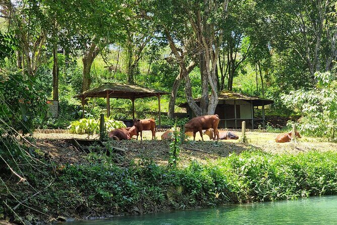 Martha Brae Bamboo Rafting and Shopping Private Tour - The Practicalities: What You Should Know