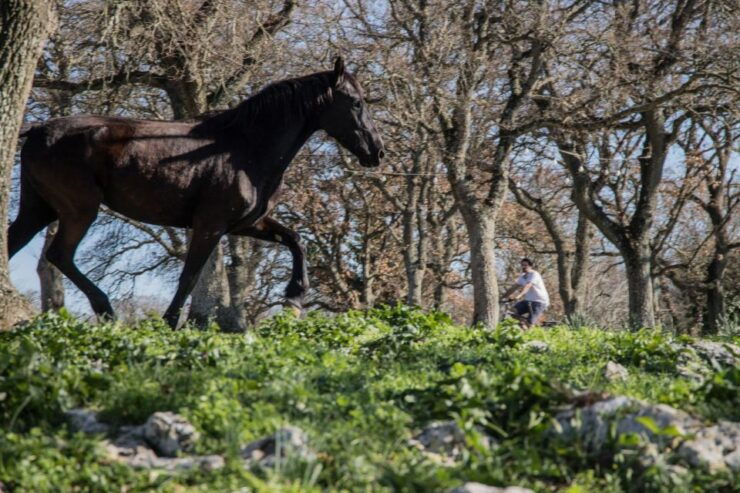 Martina Franca E-Bike Tour and Visit to a Breeding - Tour Experience