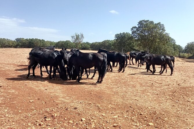 Martina Franca E-Bike Tour . Visit a Breeding and a Dairy Farm - Traveler Experiences
