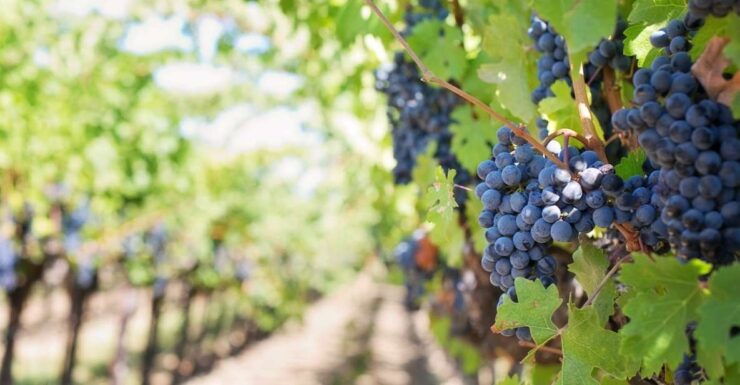 Martina Franca: Wine & Local Products Tasting - Experience Highlights