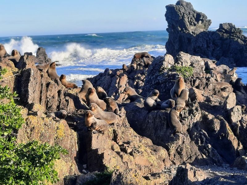 Martinborough Wine & Wild Coast Tour - Who should book the Martinborough and wild coast day