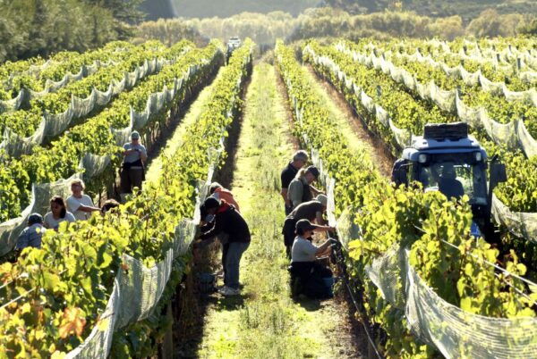 Martinborough Winery Tour - Similar Tours in the Area