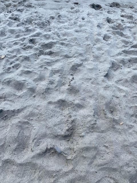 Martinique: Private Tour With Local Guide - Exploring Jardin De Balata