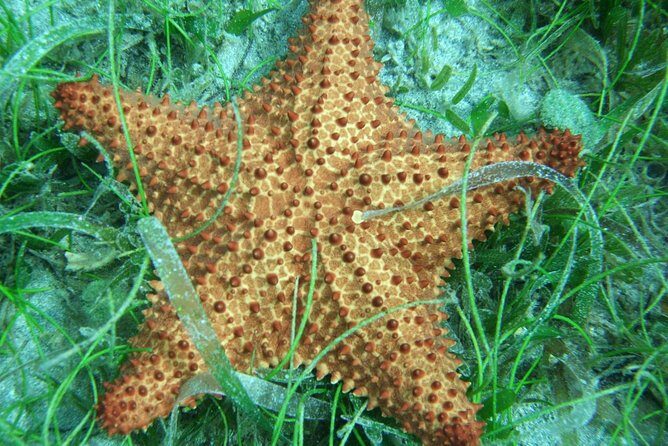 Martinique South Island Private Tour - What the Tour Offers: A Deep Dive into the Itinerary