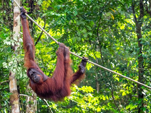 Marvellous Creature Orangutan : Sarawak Semenggoh Wildlife Centre Tour - Good To Know
