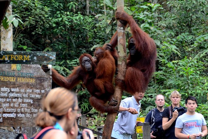 Marvellous Creature Orangutan : Sarawak Semenggoh Wildlife Centre Tour - Accessibility and Pickup Options