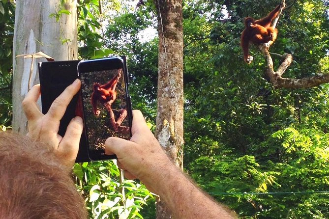 Marvellous Creature Orangutan : Sarawak Semenggoh Wildlife Centre Tour - Frequently Asked Questions