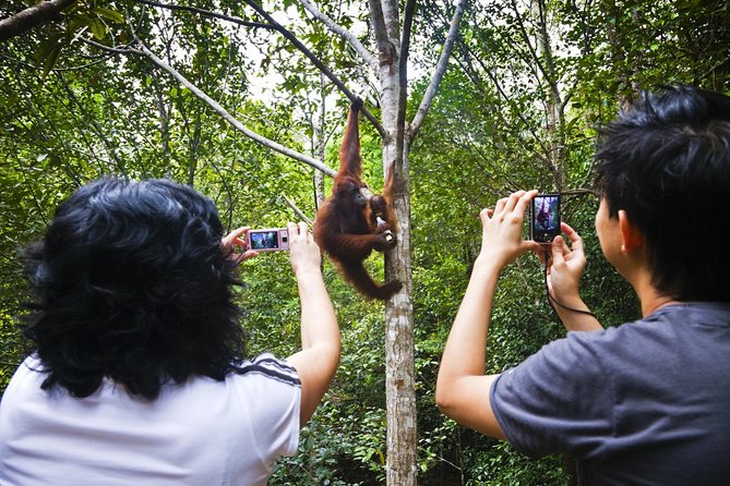 Marvellous Creature Orangutan : Sarawak Semenggoh Wildlife Centre Tour - Location Details