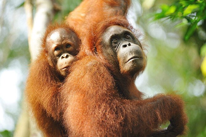 Marvellous Creature Orangutan : Sarawak Semenggoh Wildlife Centre Tour - Tour Inclusions