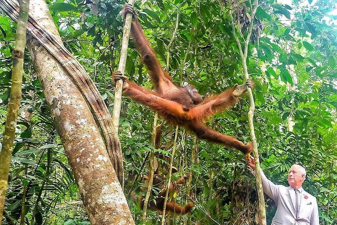 Marvellous Creature Orangutan : Sarawak Semenggoh Wildlife Centre Tour - The Sum Up