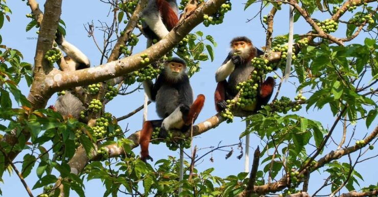 Marvelous Monkey Mountain - Son Tra Peninsula Private Tour - Good To Know