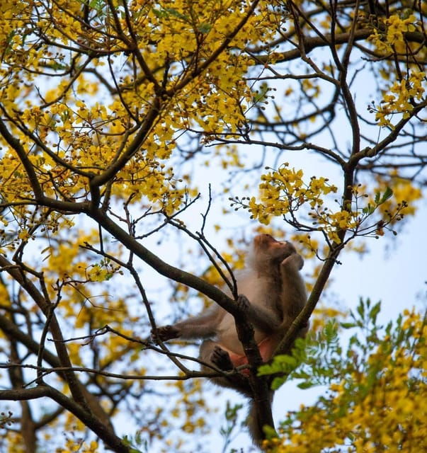 Marvelous Monkey Mountain - Son Tra Peninsula Private Tour - Transportation Details
