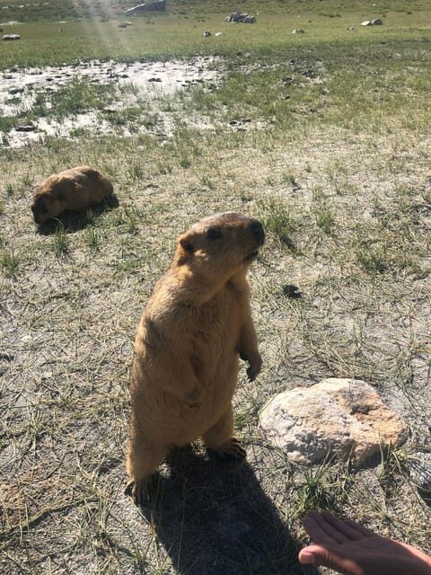 Marvels of Ladakh: Leh to Alchi, Likir and Lamayuru in a Day - Good To Know