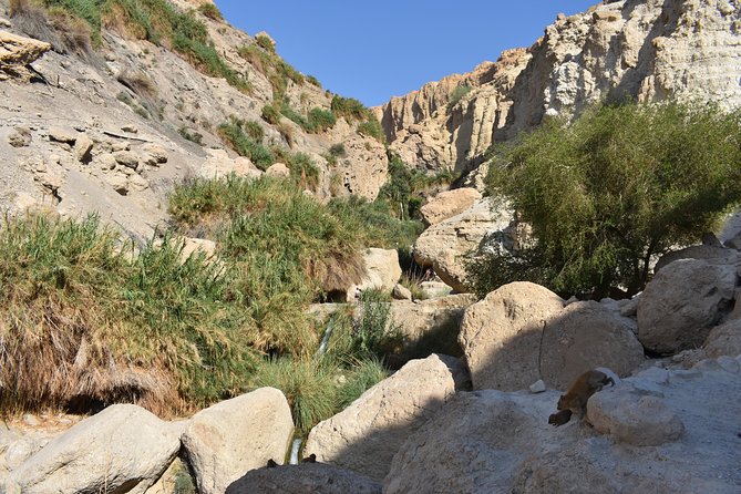 Masada, Ein Gedi, and the Dead Sea From Tel Aviv - Reviews