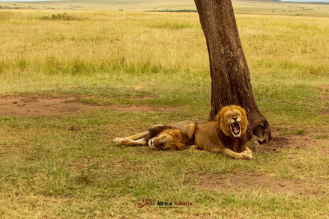 Masai Mara 3 Days Tour Safari Private 4WD Landcruiser - Booking and Cancellation Policy