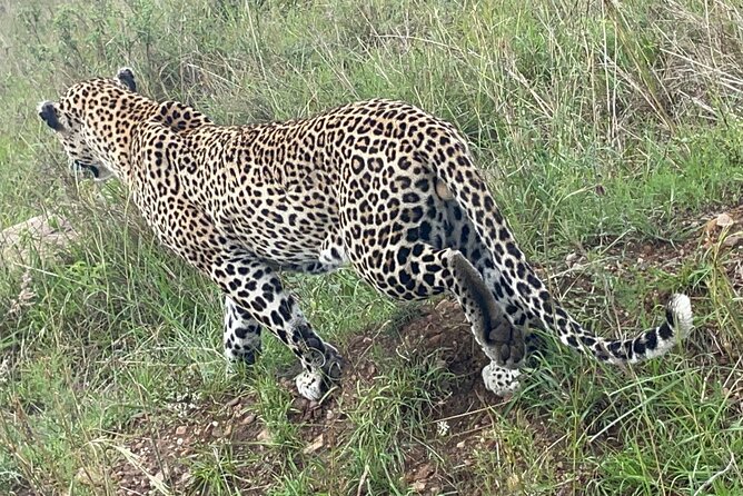 Masai Mara, Amboseli National Park 5days Safari. - Frequently Asked Questions