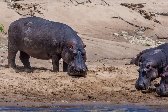 Masai Mara Game Drive - Accommodation and Meals