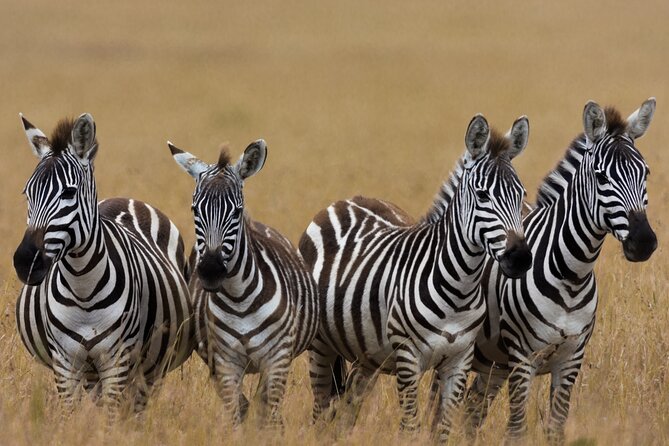 Masai Mara Game Drive - Meeting and Pickup Details