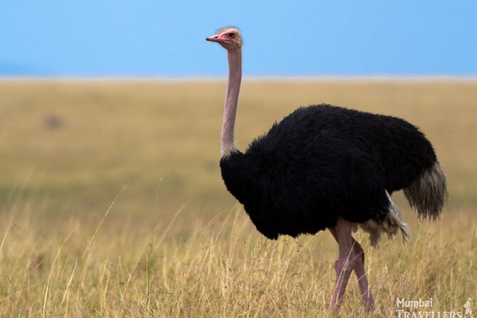 Masai Mara Game Drive - What To Bring