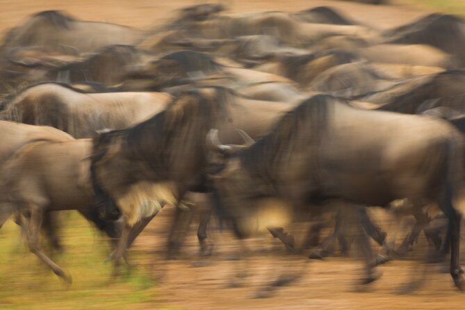 Masai Mara Game Drive - Price and Reviews