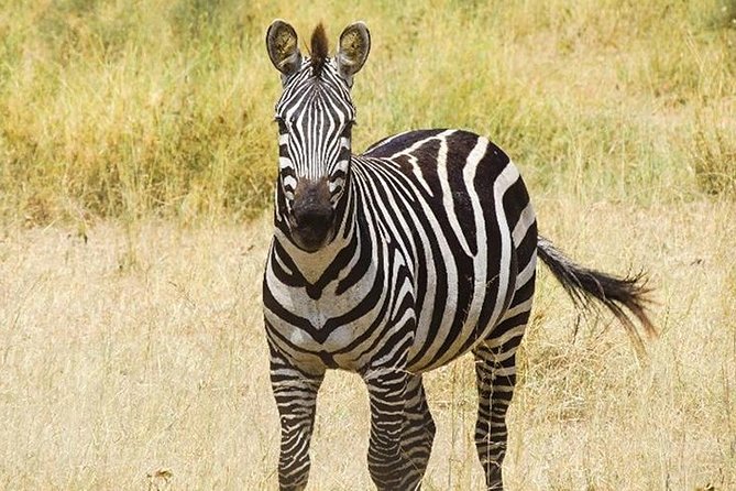 Masai Mara Interactive & Lake Nakuru Safari 4D/3N - Good To Know