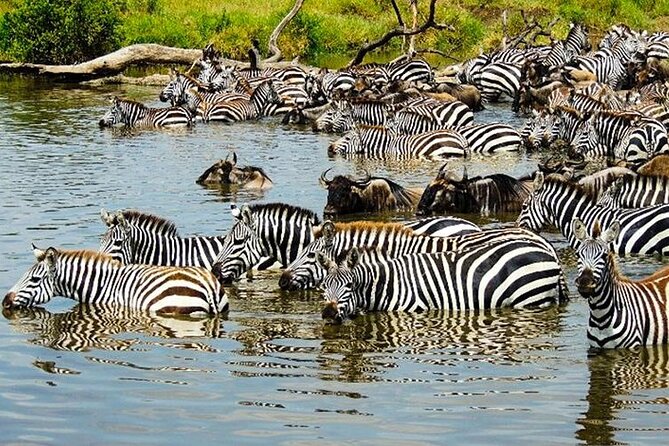 Masai Mara Interactive & Lake Nakuru Safari 4D/3N - Safari Activities